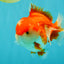 SPECIAL AAA Grade Red White Yuanbao Male 5-5.5 inches #050826YB_09