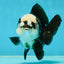 A Grade Jade Head Pompom Panda Button Eyes Yuanbao Male 4 inches #050925YB_29
