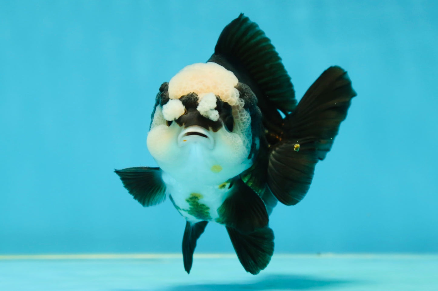 A Grade Jade Head Pompom Panda Button Eyes Yuanbao Male 4 inches #050925YB_29