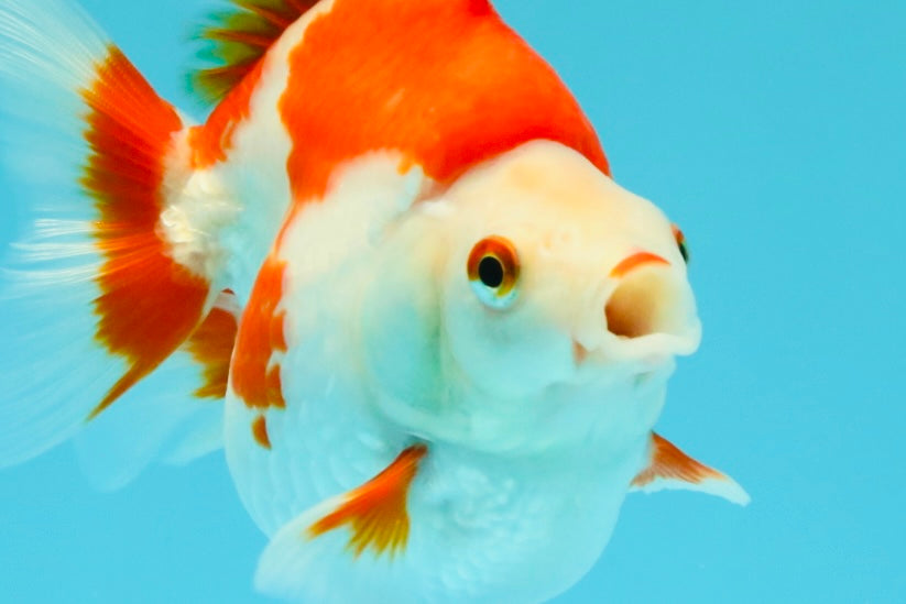 AAA Grade Red White Ryukin Female 4.5 inches #031326RK_31