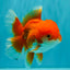 A Grade Red White Oranda Male 5.5-6 inches #041726OR_13