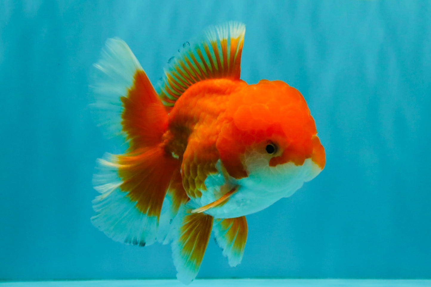 A Grade Red White Oranda Male 5.5-6 inches #041726OR_13