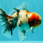 AAA Grade Marble Oranda Male 6-6.5 inches #071026OR_37