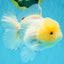 BEAUTY A Grade Red White Oranda Female 5.5 inches #040326OR_06