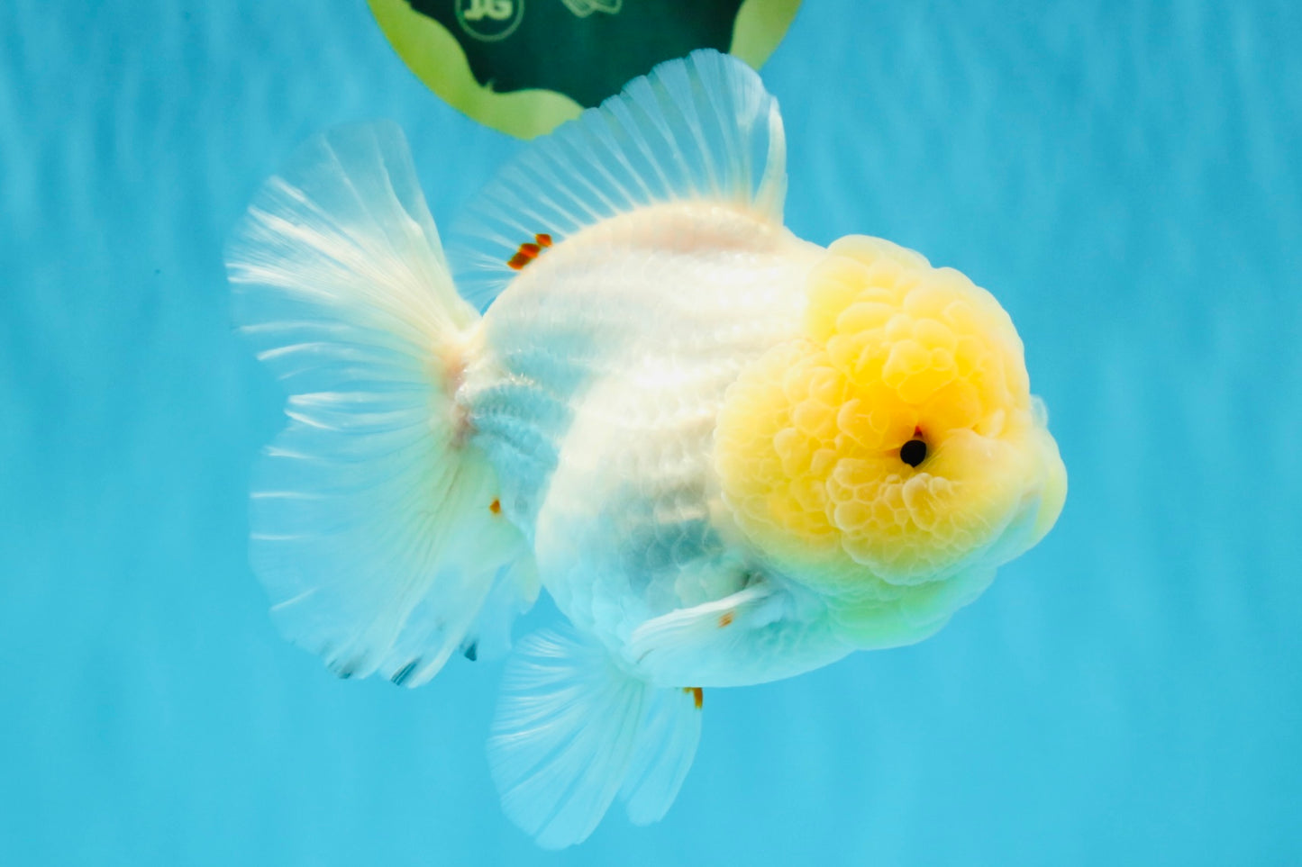 BEAUTY A Grade Red White Oranda Female 5.5 inches #040326OR_06