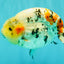CHUBBY AAA Grade Diamond Scale Tricolor Ranchu Male 5.5 inches #100926RC_27