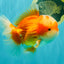 FLUFFY AAA Grade Red White Oranda Male 6.5 inches #082126OR_01