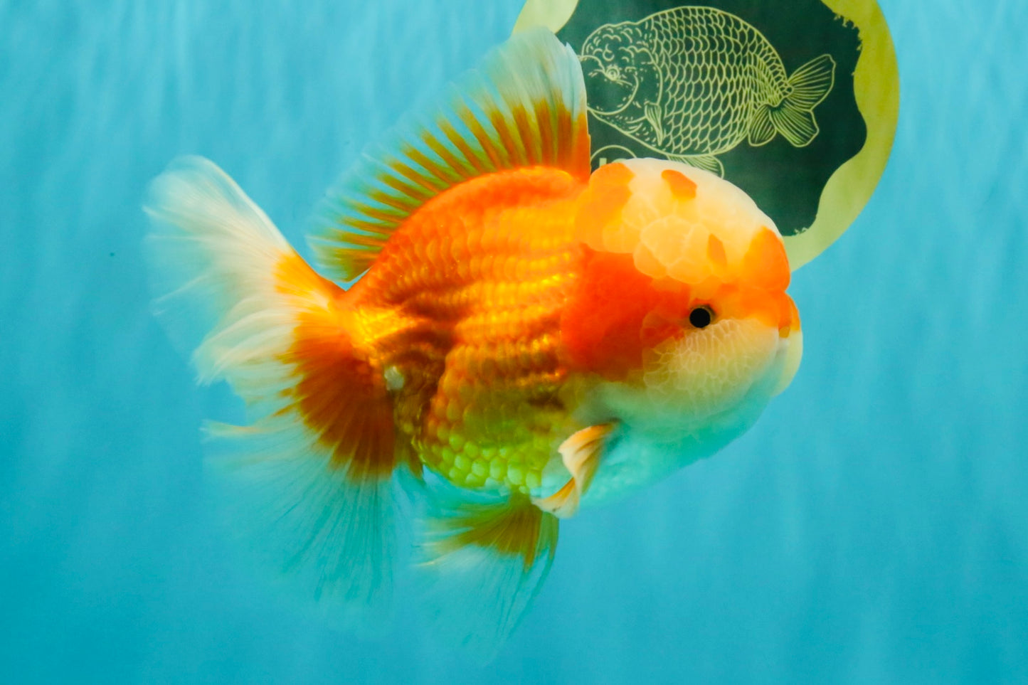FLUFFY AAA Grade Red White Oranda Male 6.5 inches #082126OR_01