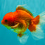 A Grade Red White Oranda Male 5.5 inches #091826OR_06