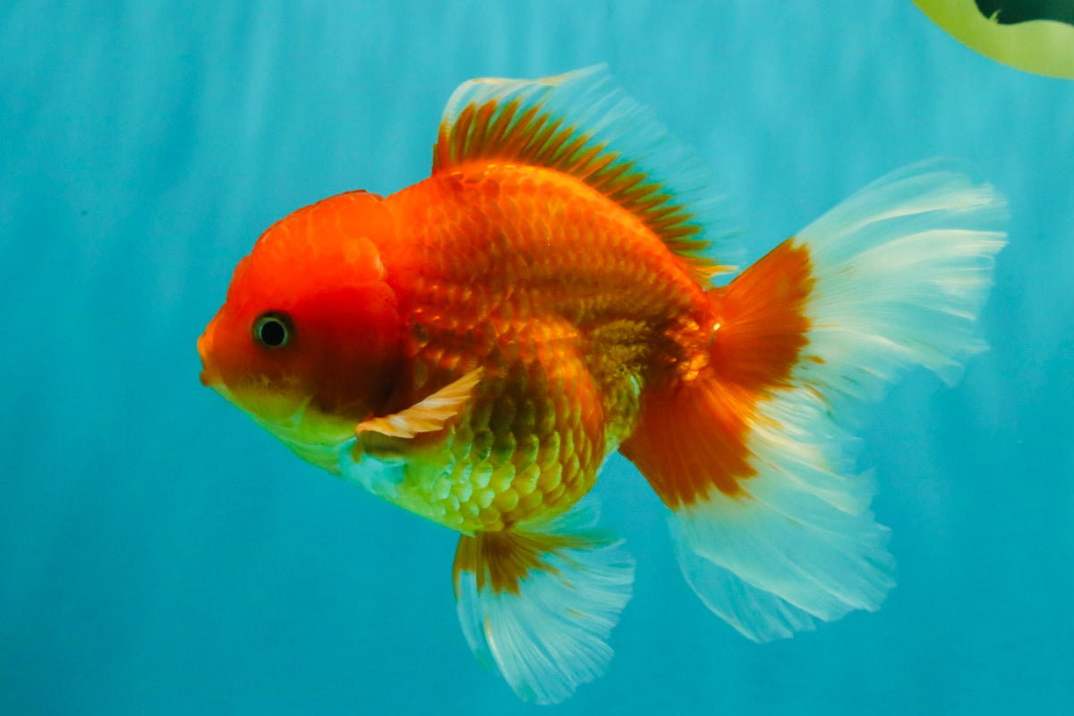 A Grade Red White Oranda Male 5.5 inches #091826OR_06