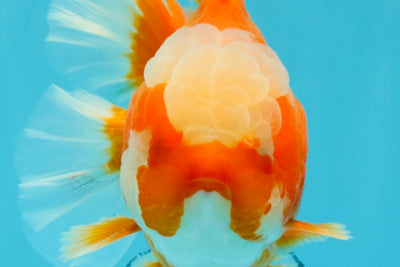 CHONKY AAA Grade Jade Head Red White Oranda Male 6 inches #030626OR_18