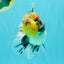 Marble Oranda Male 5.5 inches #080726OR_16