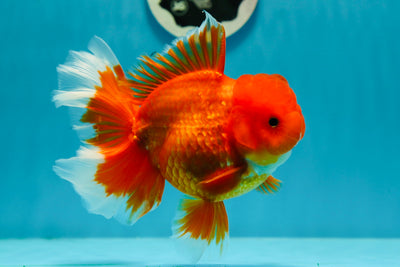 AAA Grade 🔥 Red Super Rose Fluffy Tail Oranda Male 5 inches #122922OR_08