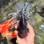 CHUNKY AAA Grade Tiger Oranda Male 6.5-7 inches #072426OR_01