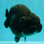 CHUBBY A Grade Black LionQueen 6 inches #101626LC_22