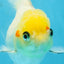 White Oranda Female 5.5 inches #111425OR_14