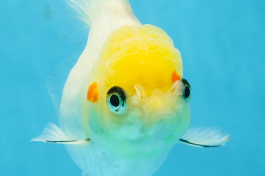 White Oranda Female 5.5 inches #111425OR_14