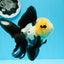 AAA Grade Panda Button Eyes Oranda Female 5 inches #0927OR_31