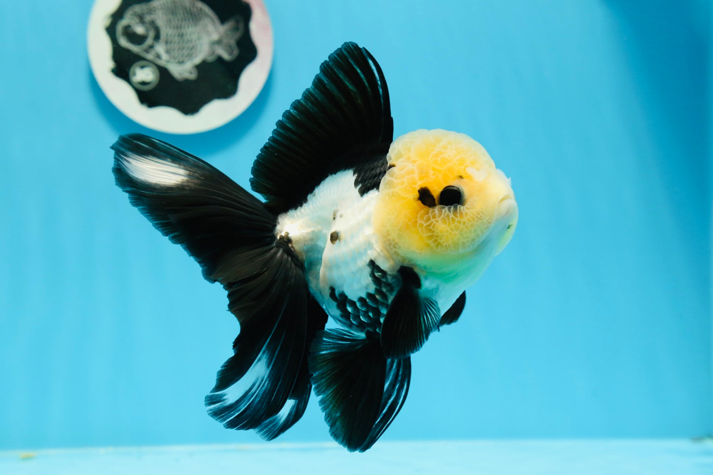 AAA Grade Panda Button Eyes Oranda Female 5 inches #0927OR_31