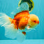 FLUFFY TAIL AAA Grade Super Red White Oranda Male 7.5-8 inches #061926OR_02