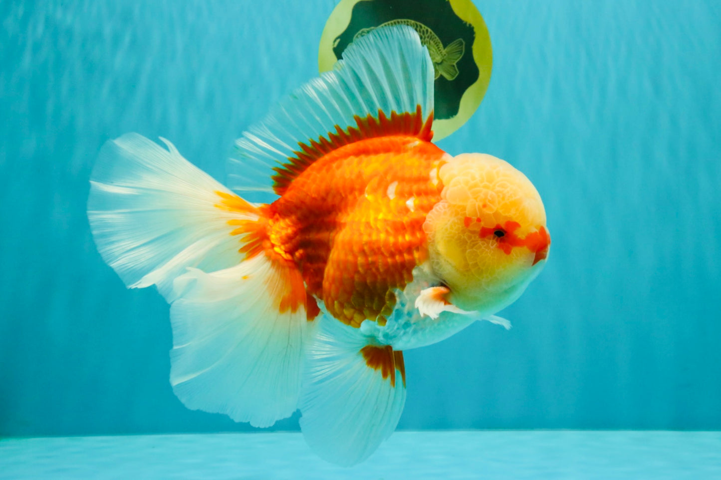 FLUFFY TAIL AAA Grade Super Red White Oranda Male 7.5-8 inches #061926OR_02