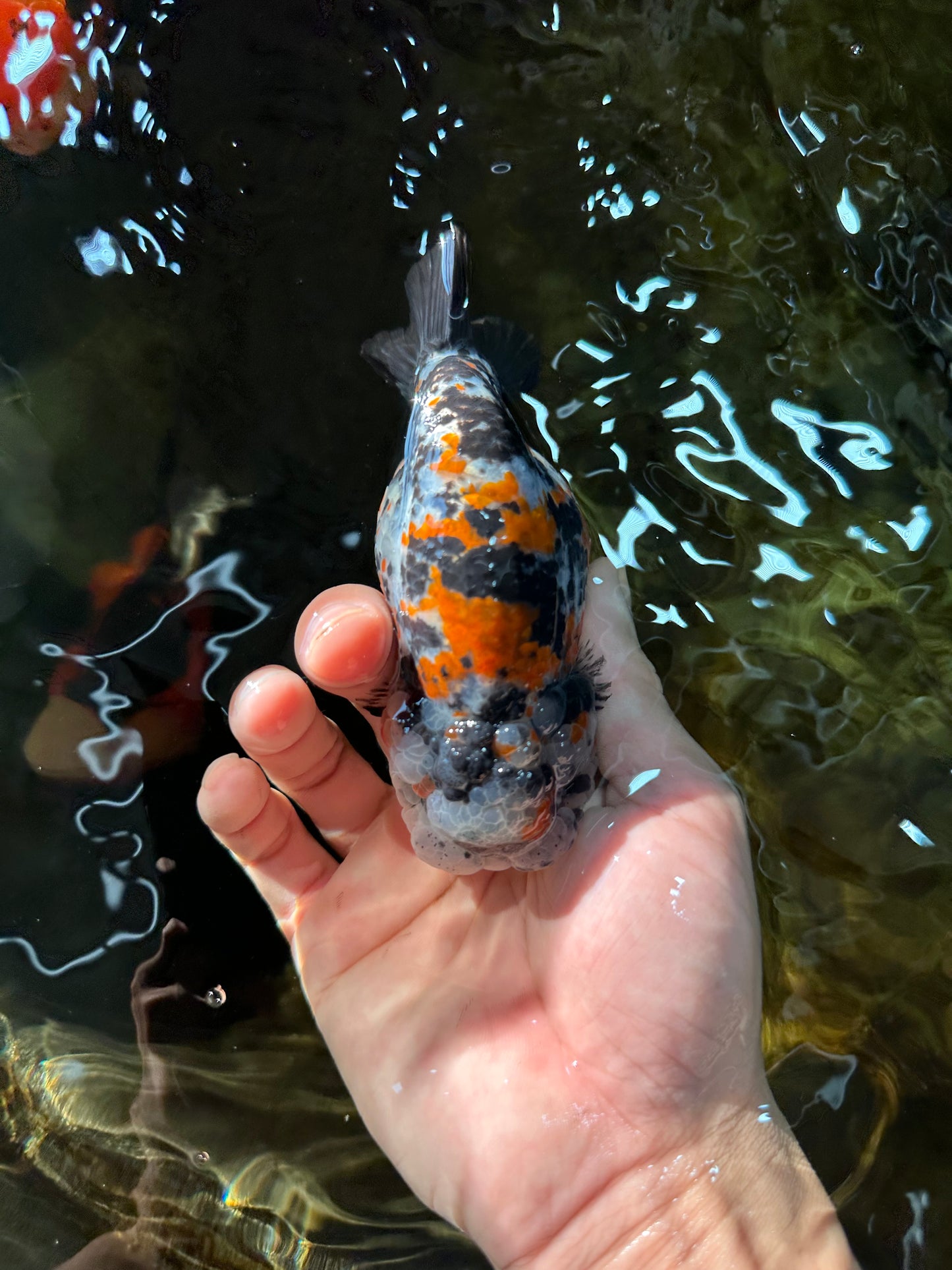 RARE AAA Grade Special Tricolor Tiger LionQueen 4.5-5 inches #082225LC_02