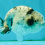A Grade White Tiger LionQueen 4 inches #082126LC_31