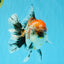 CHUNKY AAA Grade Kirin Calico Oranda Male 6.5 inches #041026OR_02