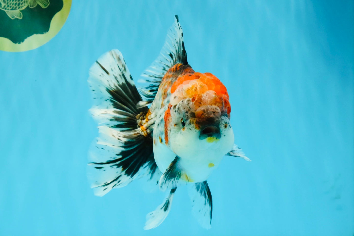 CHUNKY AAA Grade Kirin Calico Oranda Male 6.5 inches #041026OR_02