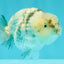 SUPER CUTE AAA Grade Egg White Tiger LionQueen 4-4.5 inches #071726LC_08