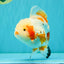 SUPER CUTE AAA Grade Red White Oranda Male 6-6.5 inches #080726OR_04