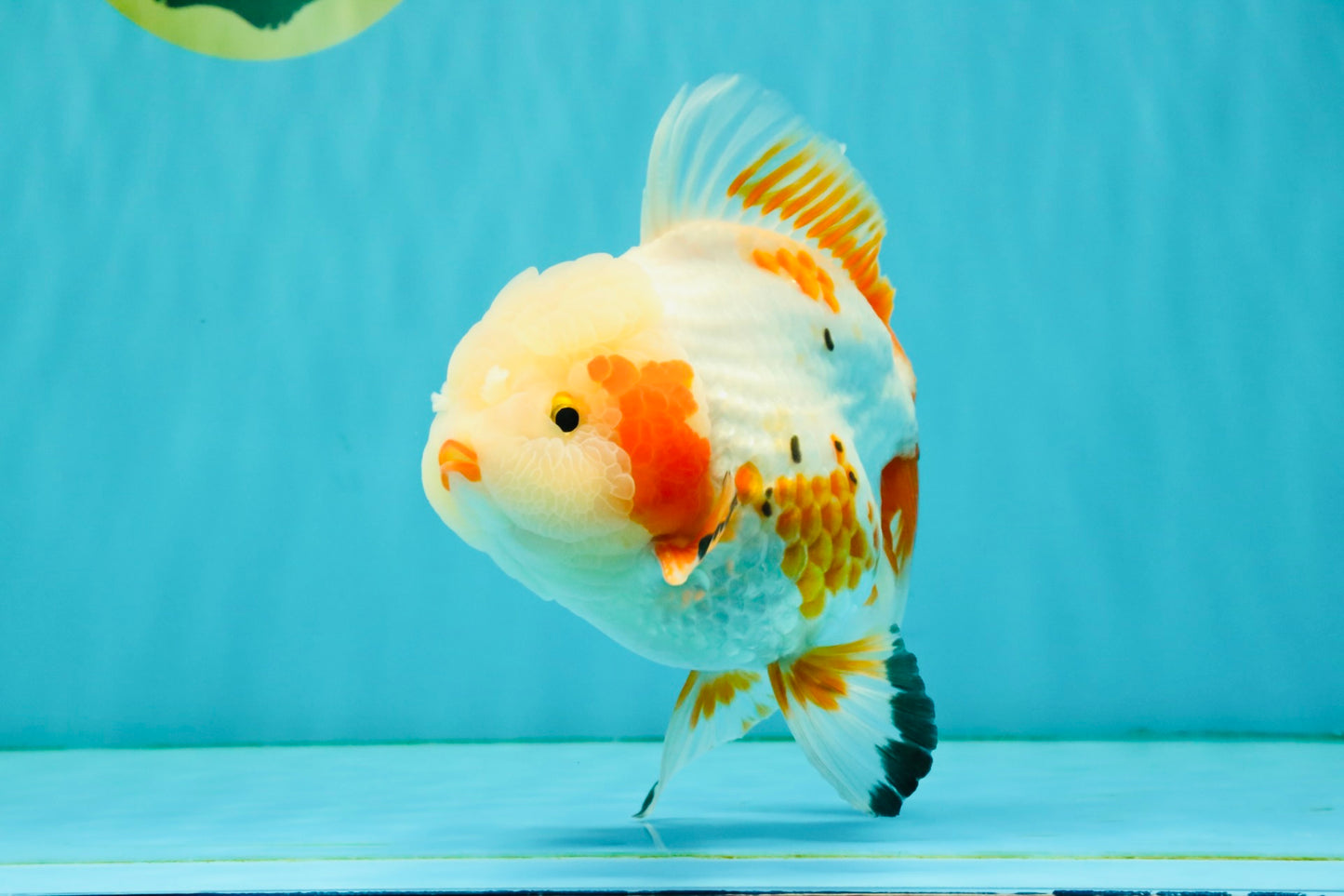 SUPER CUTE AAA Grade Red White Oranda Male 6-6.5 inches #080726OR_04