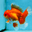 AAA Grade BEAUTY Red White Oranda Male 6 inches #082925OR_16