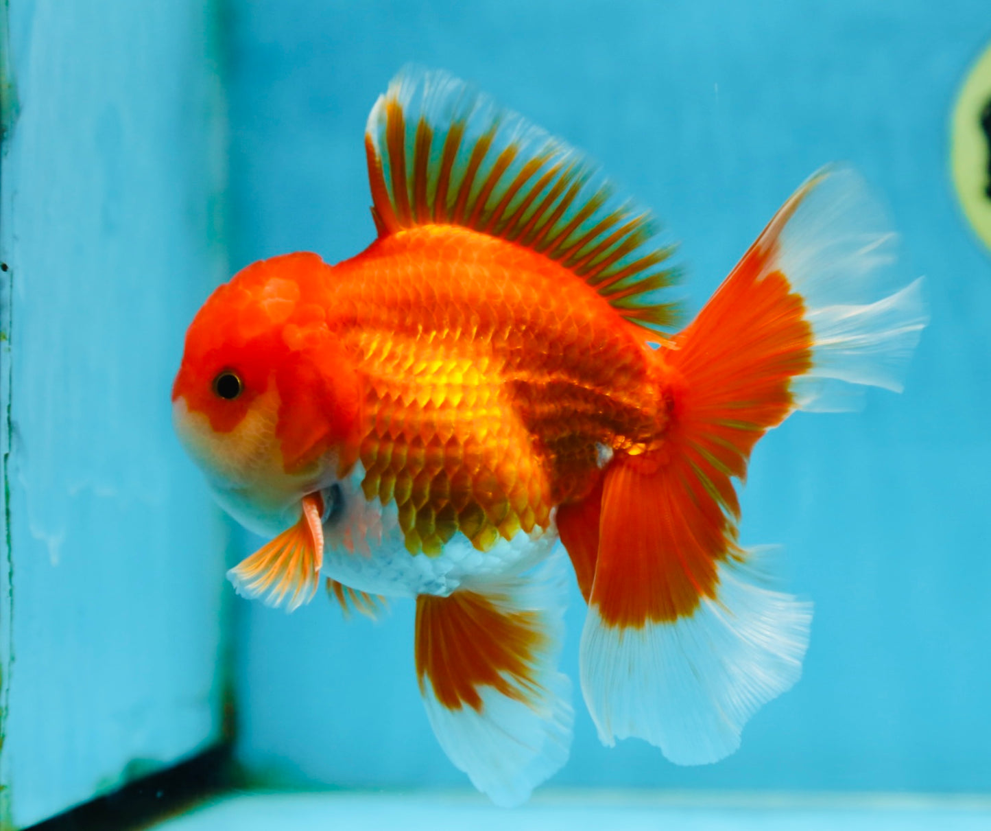 AAA Grade BEAUTY Red White Oranda Male 6 inches #082925OR_16