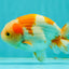 Kohaku Orange White Lionchu Male 4.5-5 inches #1018LC_9