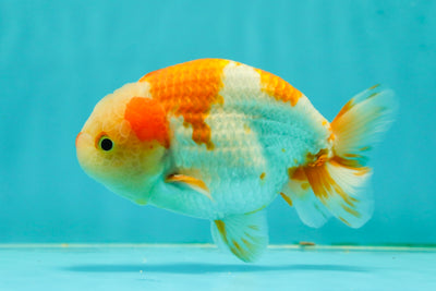 Kohaku Orange White Lionchu Male 4.5-5 inches #1018LC_9