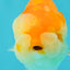Red White Lionchu Female 4 inches #081426LC_19