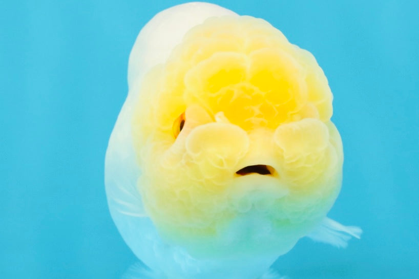 SUNNY AAA Grade Red White LionQueen 4.5 inches #032726LC_15