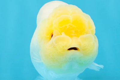 SUNNY AAA Grade Red White LionQueen 4.5 inches #032726LC_15