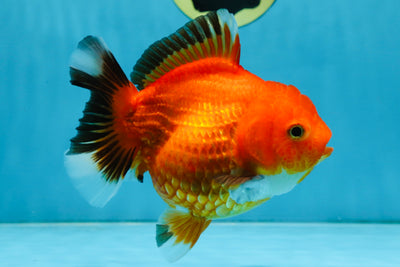 NEMO Apache Yuanbao Female 5-5.5 inches #091925YB_18