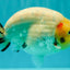 AAA Grade Diamond Scale White Sakura Ranchu Male 5.5-6 inches #100226RC_26