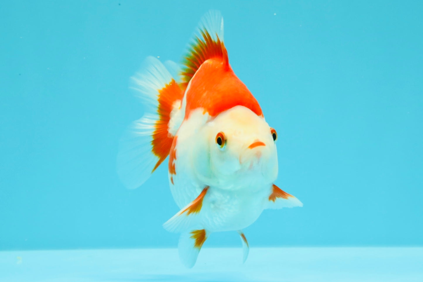 AAA Grade Red White Ryukin Female 4.5 inches #031326RK_31