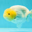 🍋 Baby Lemonhead Lionchu Female 4.5 inches #0412LC_04