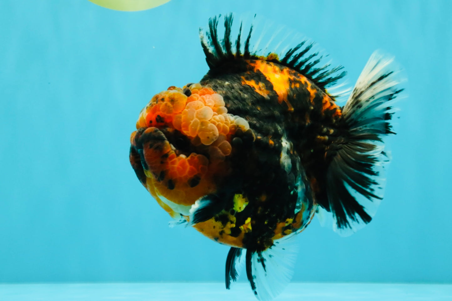 CHONKY AAA Grade Tiger Yuanbao Male 6 inches #032026YB_24