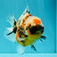 AAA Grade Marble Calico Yuanbao Female 5.5 inches #041726YB_19