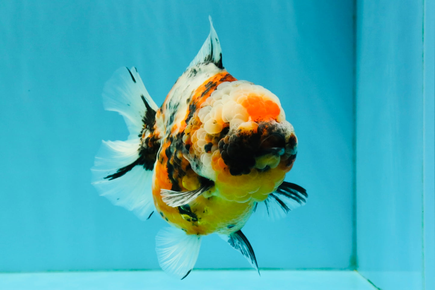 AAA Grade Marble Calico Yuanbao Female 5.5 inches #041726YB_19