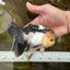 AAA Grade Panda Oranda Male 5-5.5 inches #062725OR_13