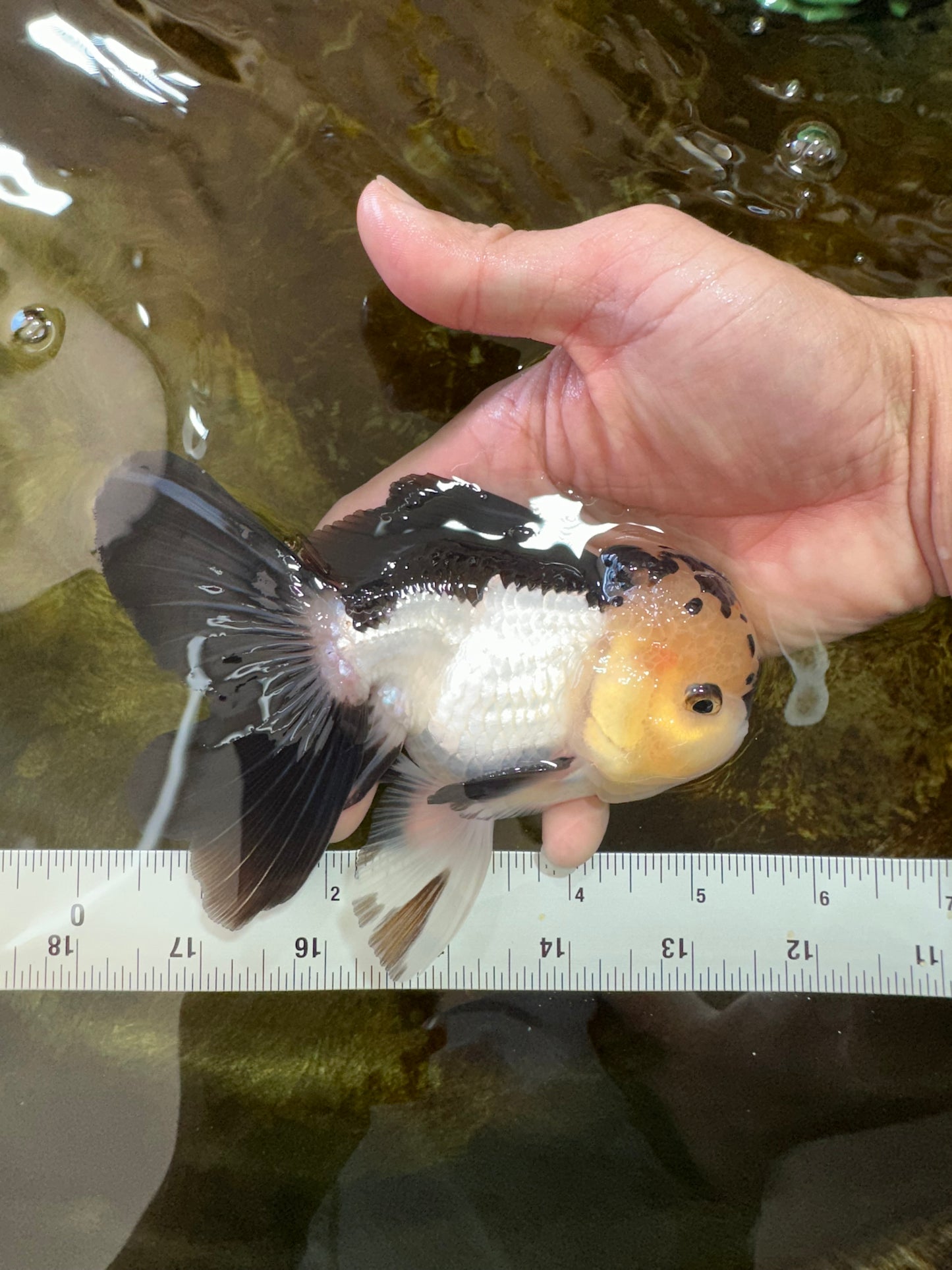 AAA Grade Panda Oranda Male 5-5.5 inches #062725OR_13