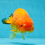 Orange Lionchu Female 4.5 inches #0927LC_32