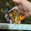 A Grade Tiger Yuanbao Male 4.5 inches #101626YB_34